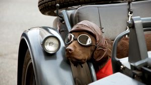 Превью обои собака, автомобиль, очки, шапка