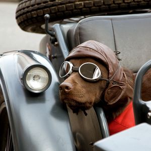 Превью обои собака, автомобиль, очки, шапка