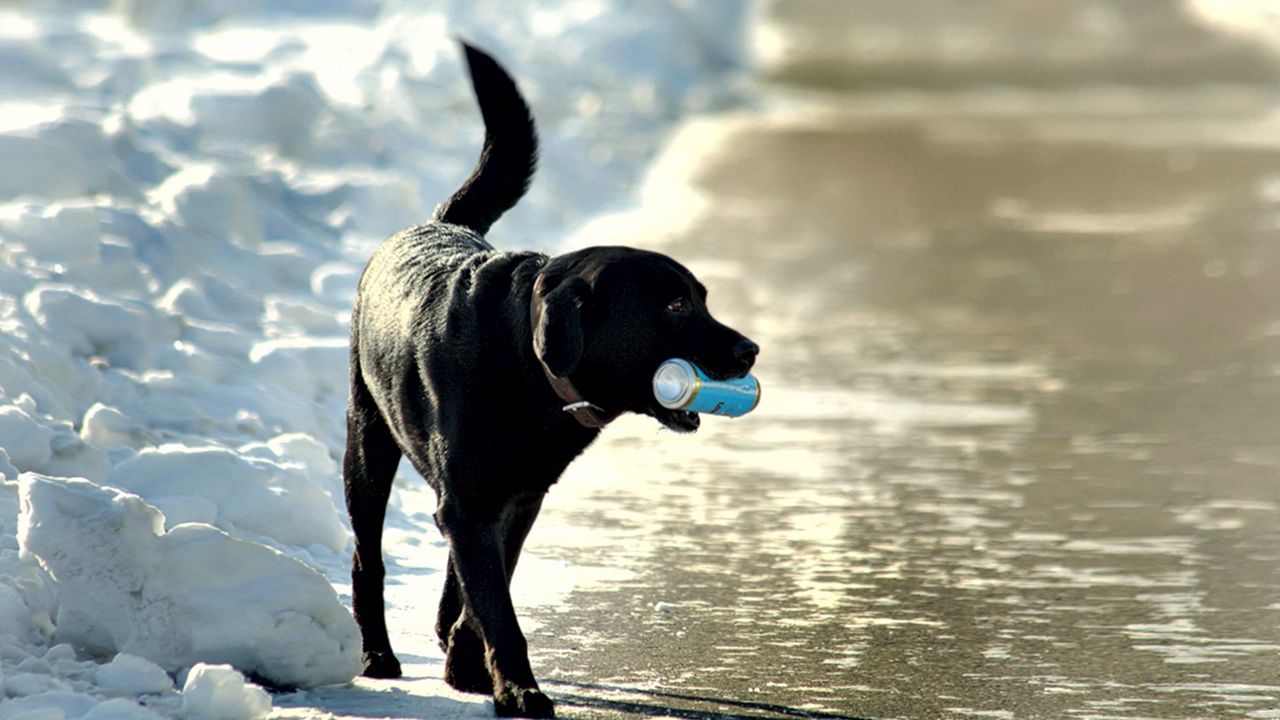 Обои собака, банка, прогулка, снег, берег, море