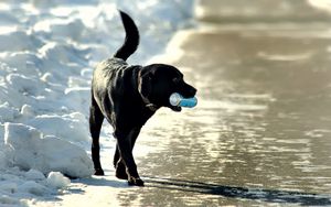Превью обои собака, банка, прогулка, снег, берег, море