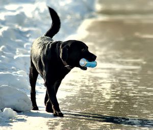 Превью обои собака, банка, прогулка, снег, берег, море