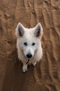 Превью обои собака, белая, милый, песок