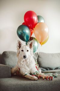 Превью обои собака, белая, милый, воздушные шары