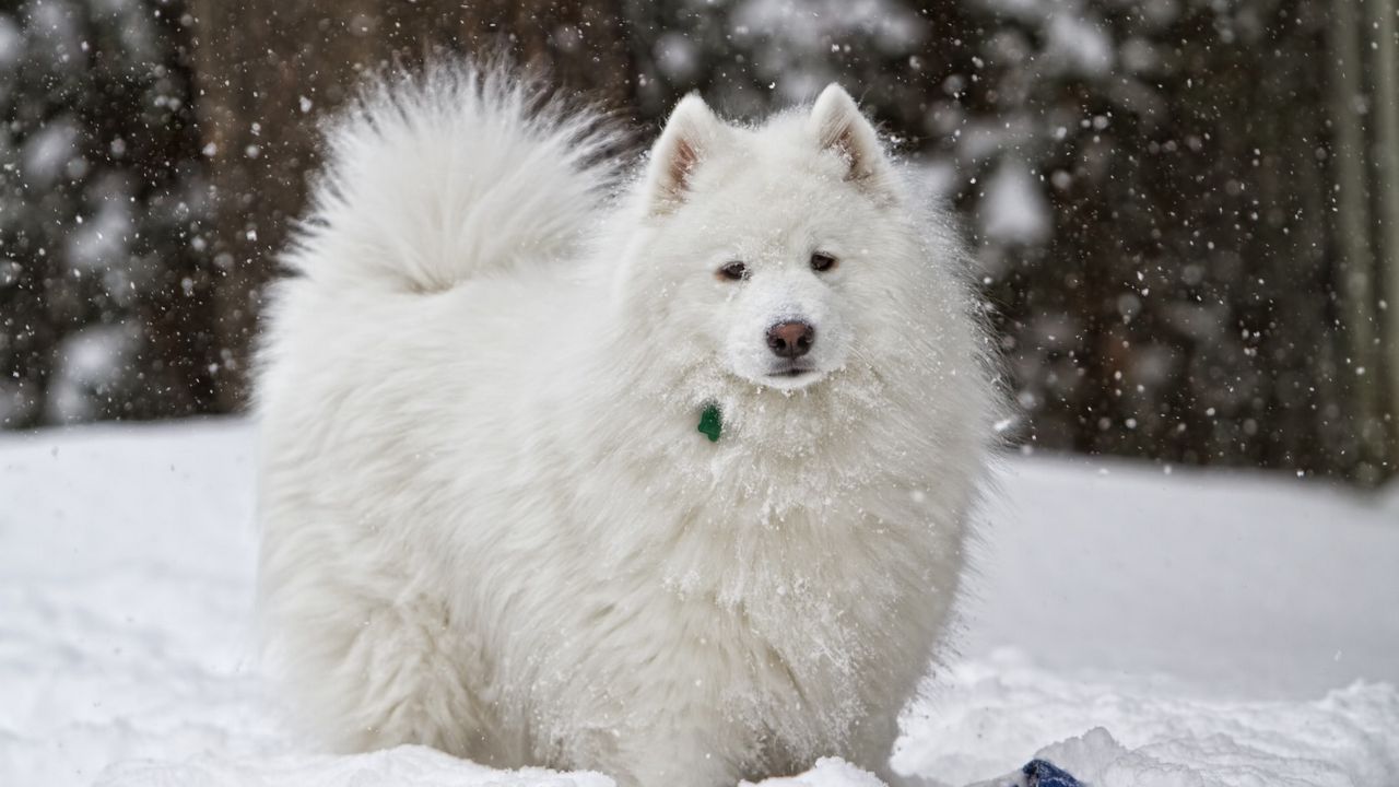 Обои собака, белая, снег, зима