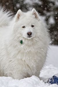 Превью обои собака, белая, снег, зима