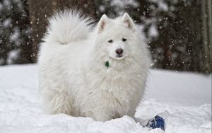 Превью обои собака, белая, снег, зима