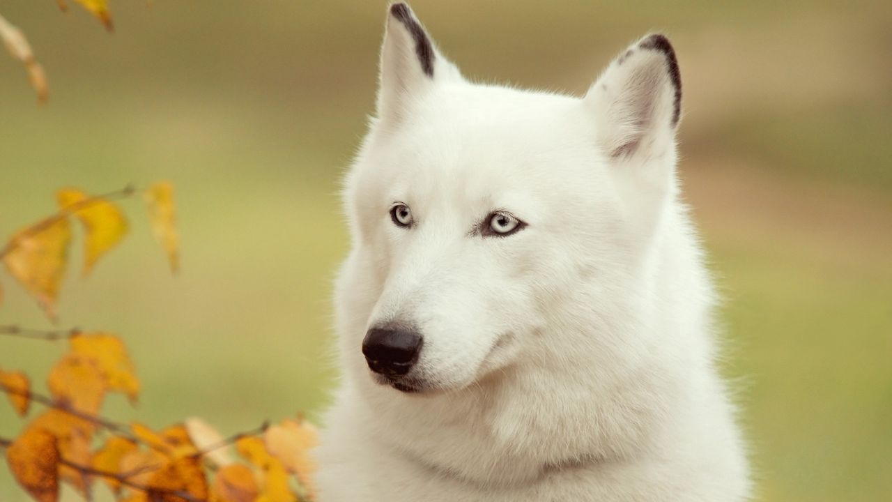 Обои собака, белый, лес, морда, мохнатый