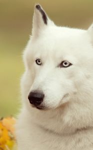 Превью обои собака, белый, лес, морда, мохнатый