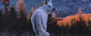 Превью обои собака, белый, питомец, природа