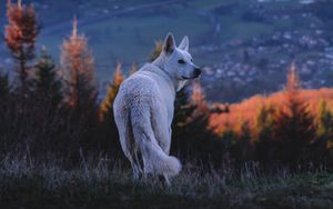 Превью обои собака, белый, питомец, природа