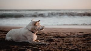 Превью обои собака, белый, пляж, песок, море