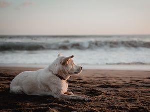 Превью обои собака, белый, пляж, песок, море