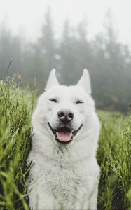 Превью обои собака, белый, высунутый язык, забавный, питомец, трава