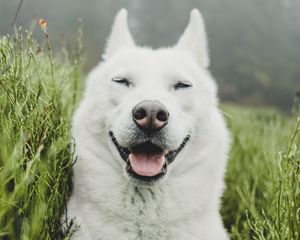 Превью обои собака, белый, высунутый язык, забавный, питомец, трава