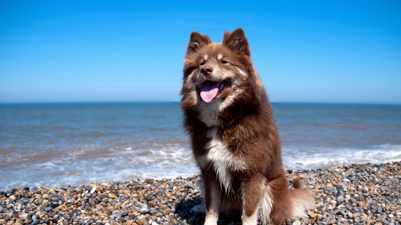 Обои собака, берег, камни, сидеть, высунутый язык