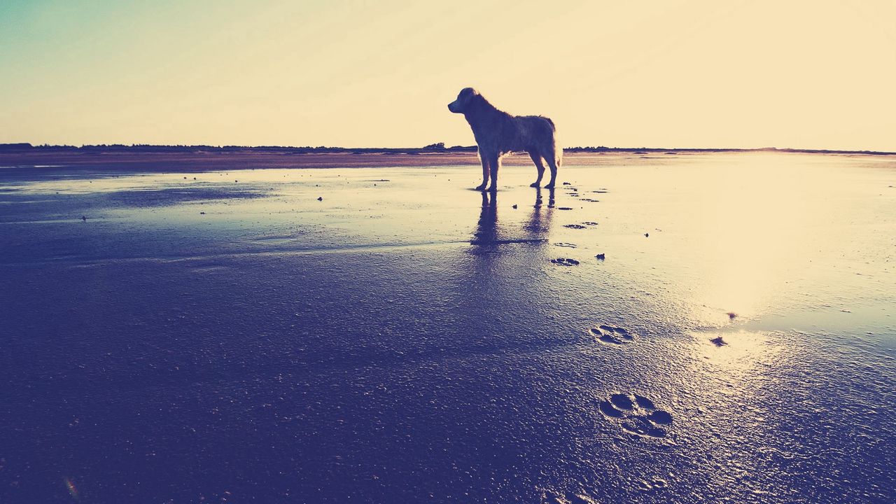 Обои собака, берег, песок, следы, море