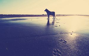 Превью обои собака, берег, песок, следы, море