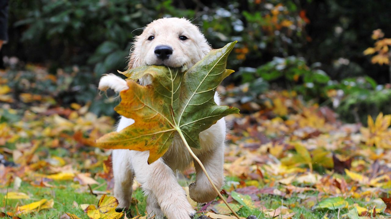 Обои собака, бежать, лист, осень, щенок