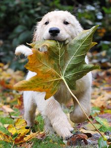 Превью обои собака, бежать, лист, осень, щенок