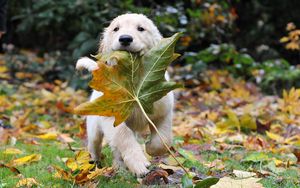 Превью обои собака, бежать, лист, осень, щенок
