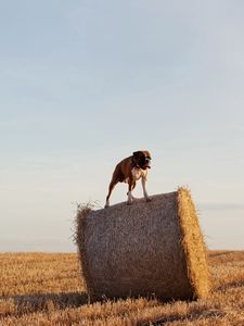 Превью обои собака, бульдог, снопы, сено, трава, поле