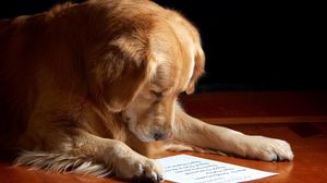 Превью обои собака, бумага, чтение, лист, морда