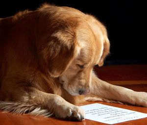 Превью обои собака, бумага, чтение, лист, морда