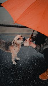 Превью обои собака, человек, зонтик, питомец, улица