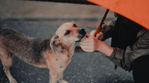 Превью обои собака, человек, зонтик, питомец, улица