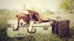 Превью обои собака, чемоданы, лежать, ожидать