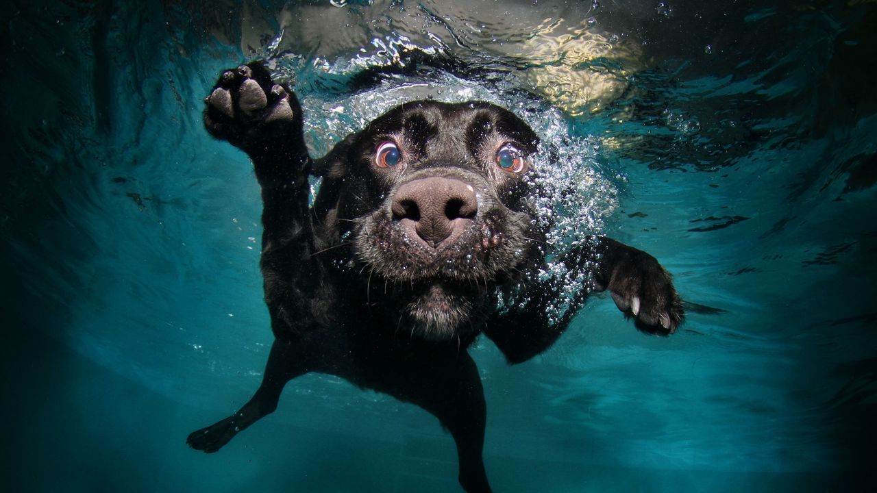 Обои собака, черная, под водой, плавает, вода