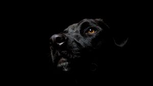 Превью обои собака, черная, темный фон