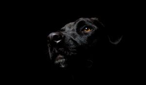 Превью обои собака, черная, темный фон