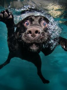 Превью обои собака, черная, под водой, плавает, вода