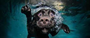 Превью обои собака, черная, под водой, плавает, вода