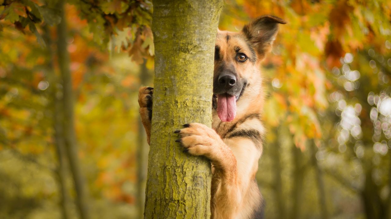 Обои собака, дерево, высунутый язык