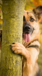 Превью обои собака, дерево, высунутый язык