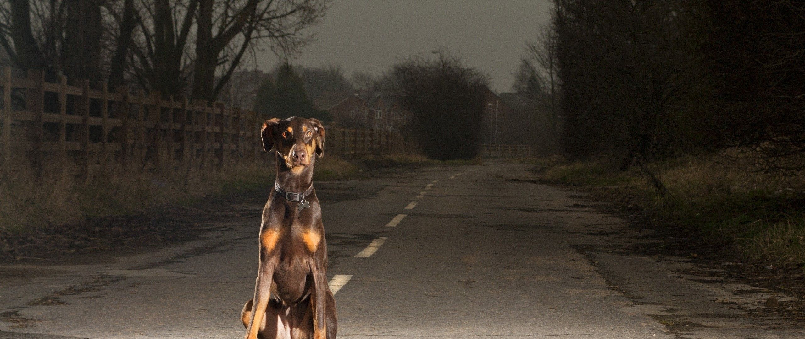 Собаки бегут по дороге. Собака на дороге. Дорогу щенкам. Собака ночью. Пес на дороге.