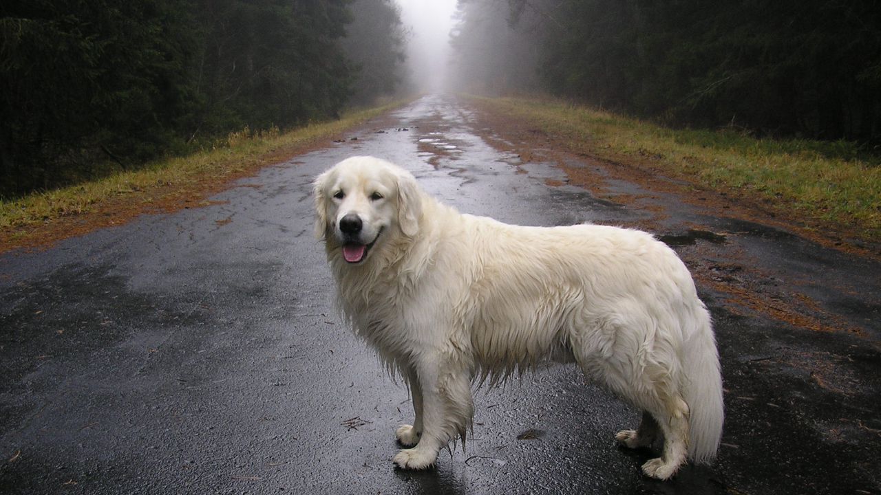 Обои собака, дорога, влага, пес, ожидание