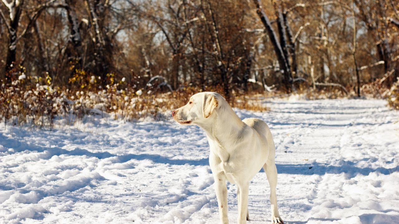 Обои собака, друг, снег, осень