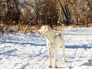 Превью обои собака, друг, снег, осень