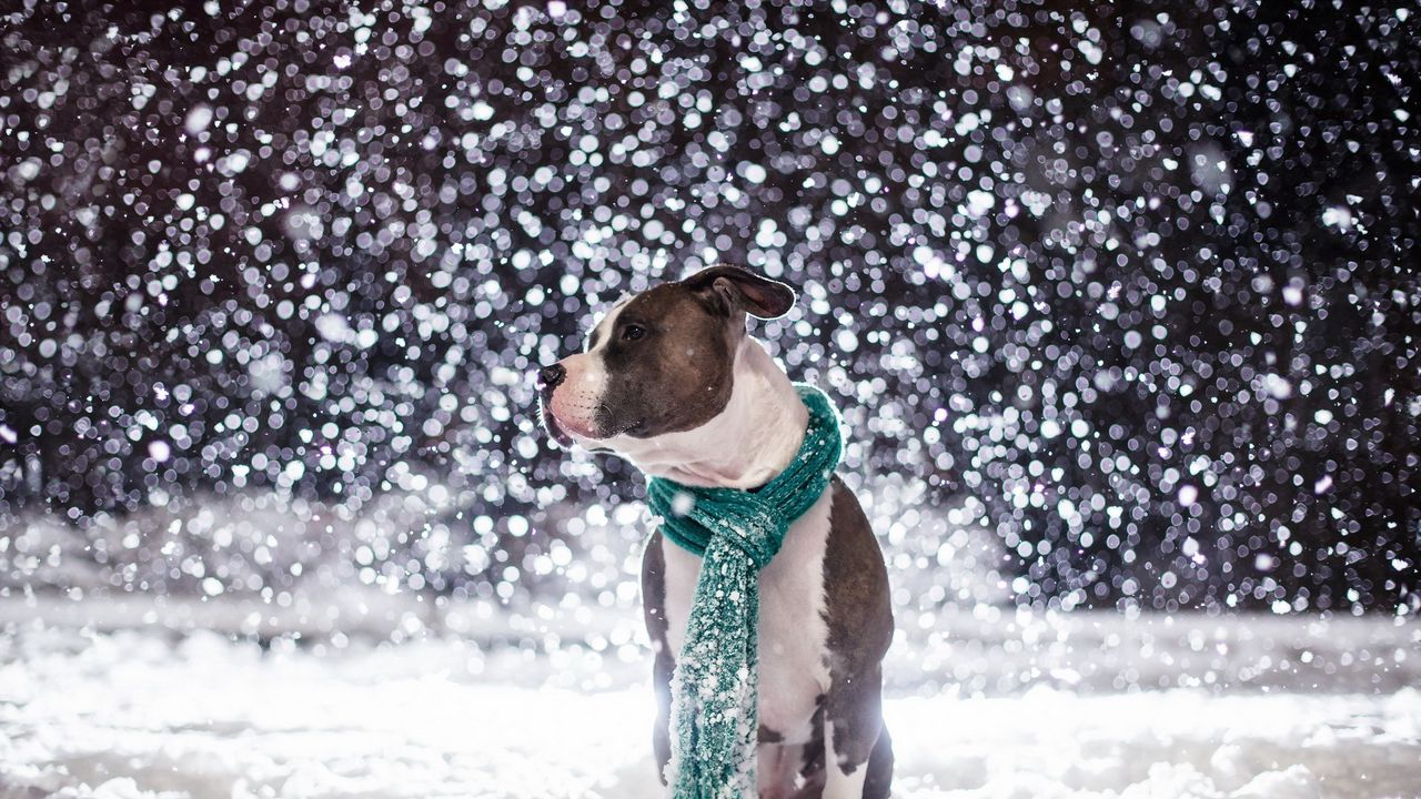 Обои собака, друг, снег, шарф