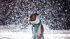 Превью обои собака, друг, снег, шарф