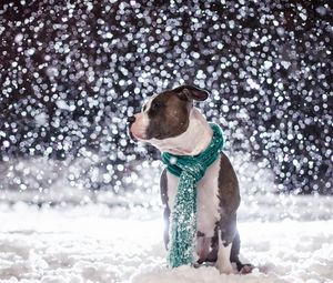 Превью обои собака, друг, снег, шарф