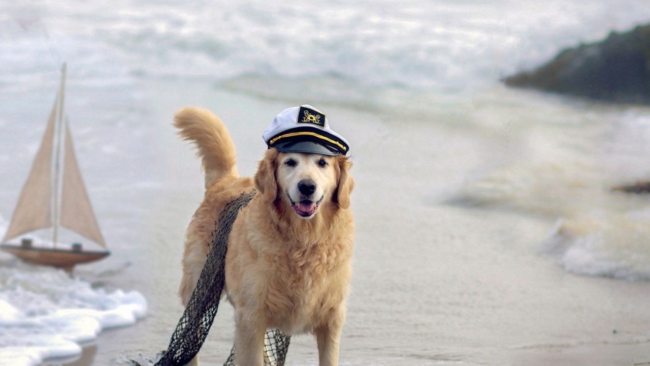 Обои собака, фуражка, сеть, море, корабль