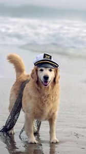 Превью обои собака, фуражка, сеть, море, корабль