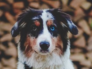 Превью обои собака, гетерохромия, питомец, животное, взгляд