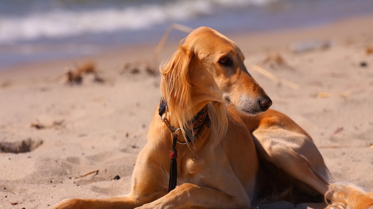 Обои собака, гончая, море, пляж, песок