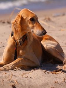 Превью обои собака, гончая, море, пляж, песок