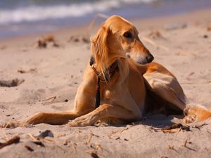 Превью обои собака, гончая, море, пляж, песок